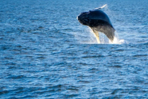 “比特币巨鲸”灰度公司2019年动作不断，预示2020年或有巨变？